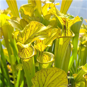 Sarracenia Hybrid H 69 Moorei 'Peaches' T. Marget (Seed)